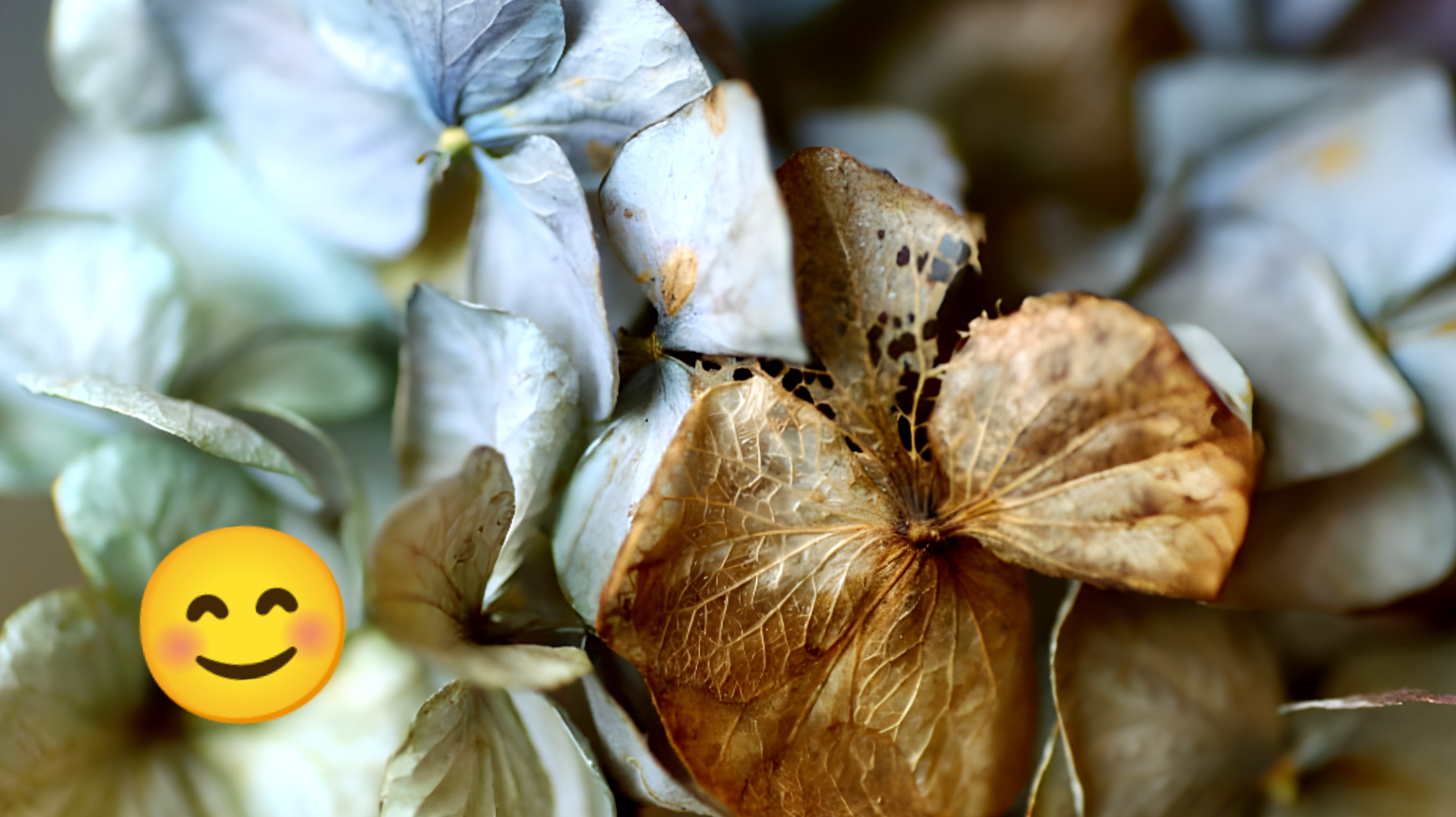 Essiccazione ortensie per decorazioni eleganti"